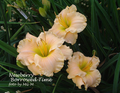 Imgp9093-NBT.jpg