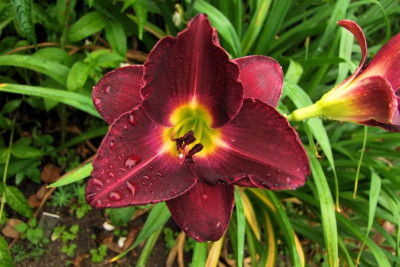2015_0818letzteBlüten0004.jpg