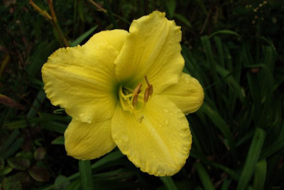 2015_0818letzteBlüten0006.jpg