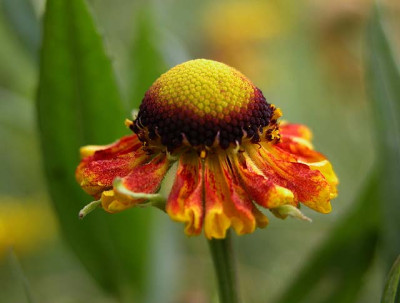 helenium3397.jpg
