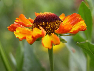helenium3394.jpg