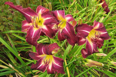 2015_0818letzteBlüten0019.jpg
