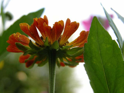 helenium3399.jpg