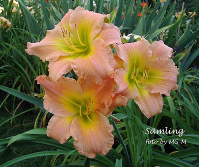 Imgp9128-Smlg.jpg