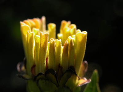 zinnienblutenanfang.jpg