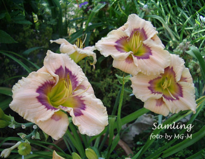 Imgp9113-Smlg.jpg