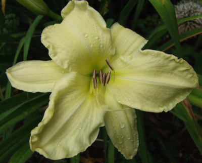 2015_0818letzteBlüten0066.jpg