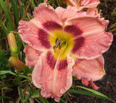 2015_0818letzteBlüten0059.jpg
