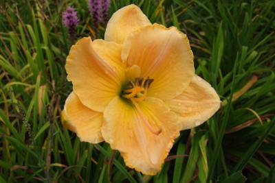 2015_0818letzteBlüten0046.jpg