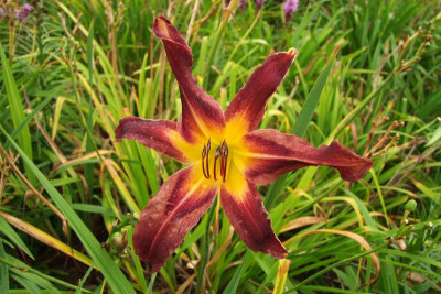 2015_0818letzteBlüten0052.jpg