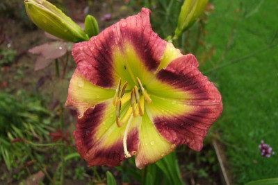 2015_0818letzteBlüten0033.jpg