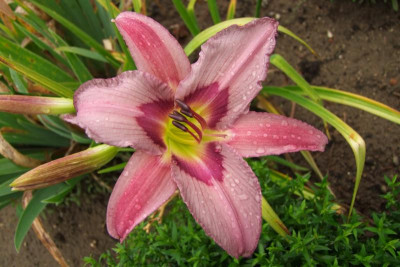 2015_0818letzteBlüten0034.jpg