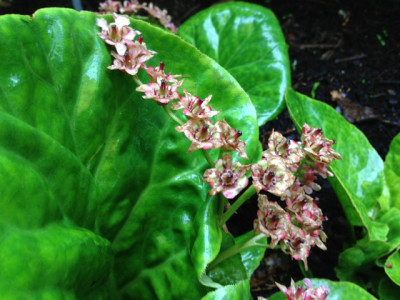 Bergenia ciliata f. ligulata.jpg