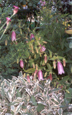 Campanula_punctata_und_Salbei_Creme_de_la_Creme.jpg