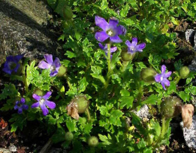 Cyananthus_lobatus_2006-07-21.JPG