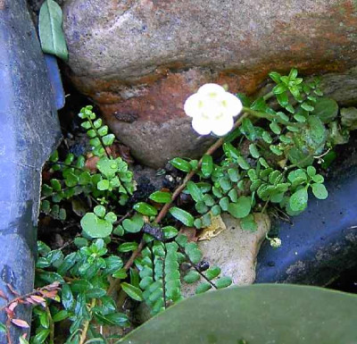 20.7.06._Parnassia_palustris_010.JPG
