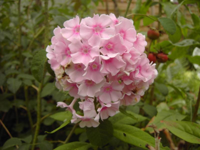 PICT0719.JPG