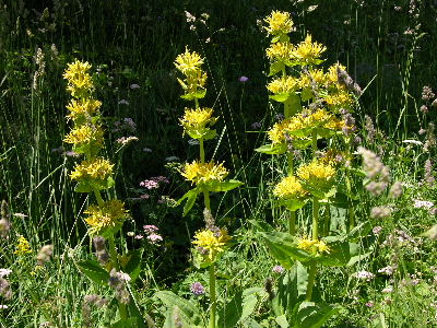 Gentiana_lutea.JPG