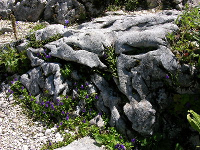 Alpengarten.JPG