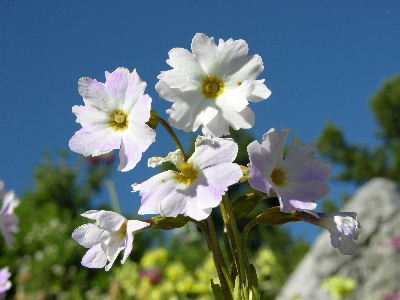 P.yargongensis.JPG
