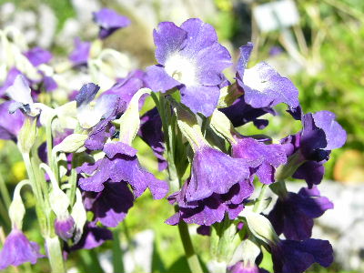 P.alpicola.JPG
