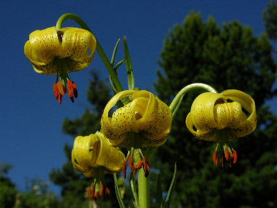 L.pyrenaicum.JPG