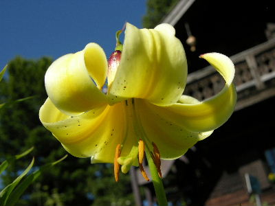 L.monadelphum.JPG