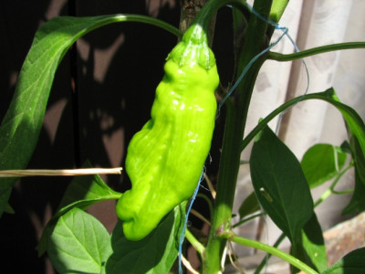 Peter_Pepper_21.07.06_003.jpg
