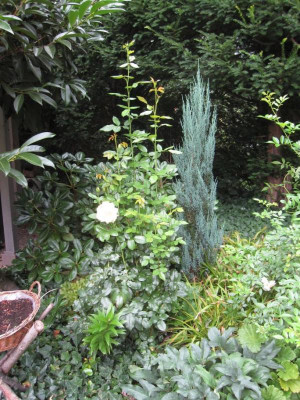 HermannHesseFastigata.jpg