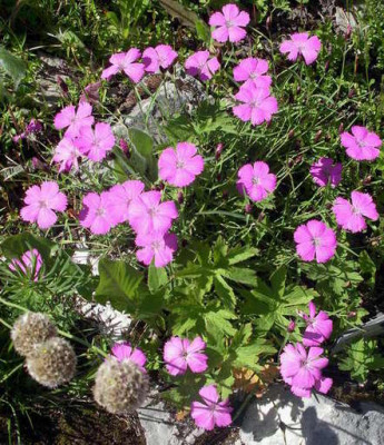 Schachen_2006-07-16_11.JPG