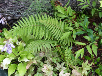 2015-08-17 Farn Dryopteris wallichiana.jpg