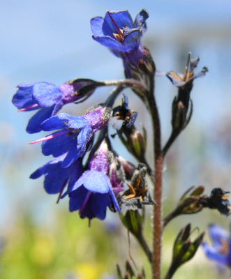 Mertensia_primuloides.JPG