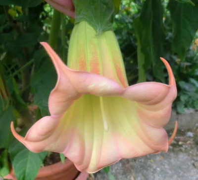 engel 003.JPG