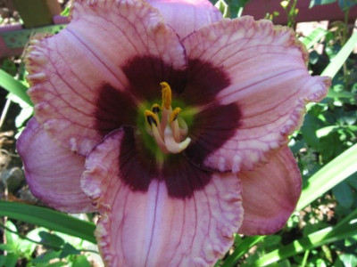 Orchid_Candy_1.jpg