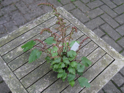 T02 ganz (Kopie).jpg