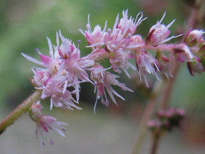 T02 Blüte (Kopie).jpg
