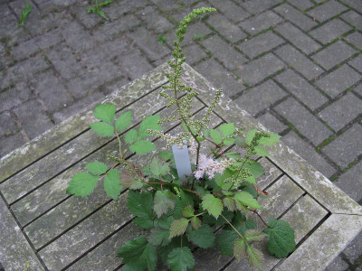T03 ganz (Kopie).jpg