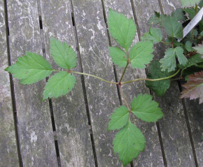 T03 Laub (Kopie).jpg