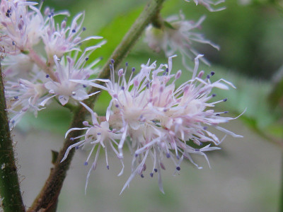T03 Blüte (Kopie).jpg