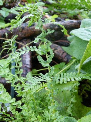 2015-08-19 Farn Athyrium filix-femina 'Frizelliae' 1.jpg