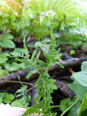 2015-08-19 Farn Athyrium filix-femina 'Frizelliae' 2.jpg