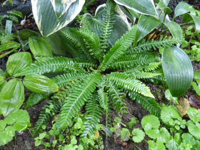 2015-08-19 Farn Blechnum spicant.jpg