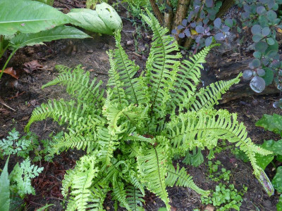 2015-08-19 Farn Dryopteris affinis 'Cristata The King'.jpg