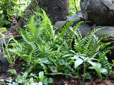 2015-08-19 Farn Polypodium vulgare.jpg