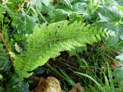 2015-08-19 Farn Polystichum setiferum 'Bevis'.jpg