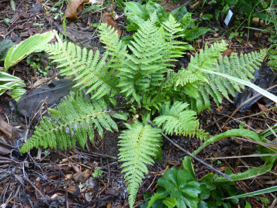 2015-08-19 Farn Polystichum setiferum 'Dahlem'.jpg