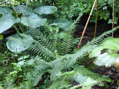 2015-08-19 Farn Polystichum setiferum 'Herrenhausen'.jpg