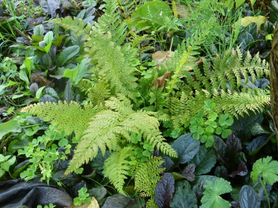 2015-08-19 Farn Polystichum setiferum 'Herrenhausen' 2.jpg