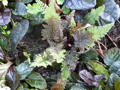 2015-08-19 Farn Polystichum setiferum Plumosum Densum.jpg