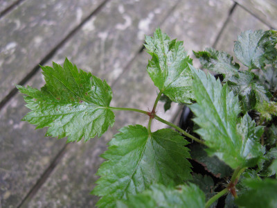 T11 Laub (Kopie).jpg